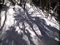 Sugarbush South woods trail bear