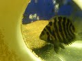 Female convict with eggs