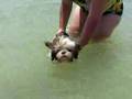 Shih Tzu Water Dog