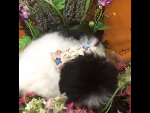 Mask is so sweet Loves to give kisses
