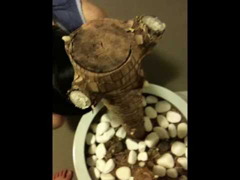 how to transplant dracaena