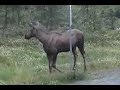Grizzly Bear Kills Moose