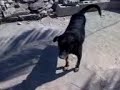 Ponki Mi Pitbull recien ba�ado