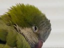 Sleepy bird