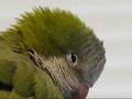 Sleepy bird