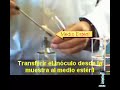 Transferencia Aséptica / Aseptic Transference Transferencia Aséptica / Aseptic Transference