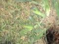 Cicada Killer Wasp Prepares her Burrow Cicada Killer Wasp Prepares her Burrow