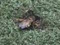 Cicada Killer Wasp Prepares her Burrow