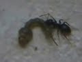 Fourmis en chasse