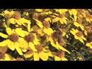 Alemany Farm: San Francisco Urban Farming