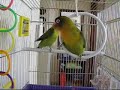 Love Birds Singing