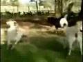 Comedy Fainting Goats - Strange But True