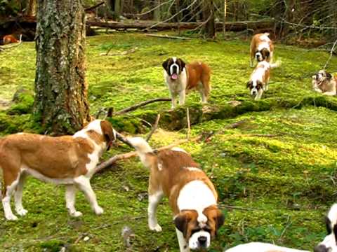 Schat, tot over 5 uur, ik ben even de honden uitlaten! 0 Schat, tot over 5 uur, ik ben even de honden uitlaten!