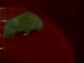 Hamster Spinning