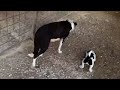 Click here to watch this video Willy X Sissy pups