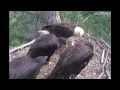 Decorah Eaglets Stealing & Sharing a Fish 5-23-12 10:15am CDT