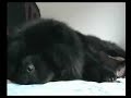 (Chow Chow) Zung Tzung Le\