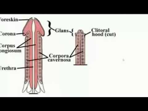 how to perform v jelqs