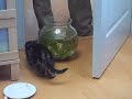 Meli and the fish