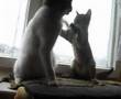 Funny Cat fight