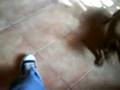 Dulce contra las converse
