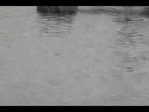 sea otters for dummies