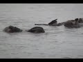 sea otters for dummies