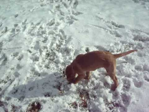 cute lab puppy playing in the snow