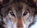 Les Loups De  Lalouve944 