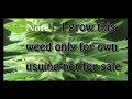 Cannabis XTRA WEED HARVEST  