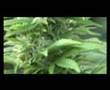 Cannabis XTRA WEED HARVEST legal weed in holland 2007