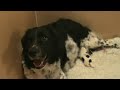 De geboorte van 11 pups De geboorte van 11 pups