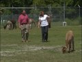Running with the Alpaca