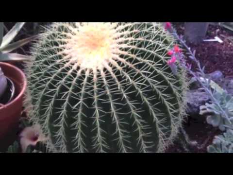 how to transplant golden barrel cactus