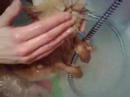 persian kitten first wash primo bagnetto micia persiana persian kitten first wash primo bagnetto micia persiana