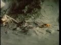 Bombardier Beetle 1