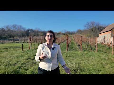 Video Prodej, pozemky/zahrada, 201 m2, Nový Poddvorov, Hodonín [ID 77989]