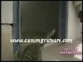Y�lan �ocu�u Yedi