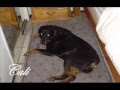 Rottweiler video