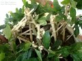 mai Bình Định (nguyễn toại nguyện)