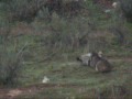 Lince Ibérico.wmv