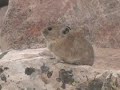 Pikas in Utah Pikas in Utah