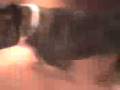 videos de my dog rex