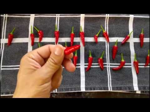how to harvest chili