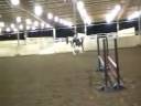 Virtual Image - 2000 APHA gelding for sale Virtual Image - 2000 APHA gelding for sale