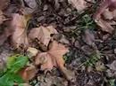 La ara�a y el bosque, todo pica