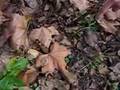 La araña y el bosque, todo pica