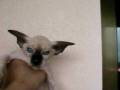 videos de Anya's Peterbald Wasilisa