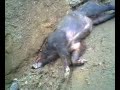 sanglier-tizi-ouasli.html