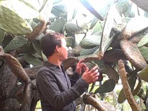 how to fertilize thornless blackberries